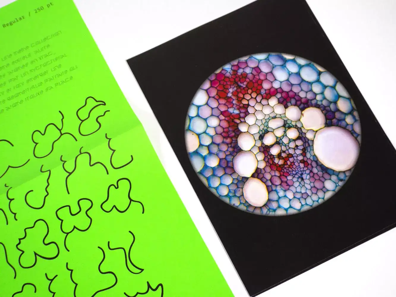 photos de cellules de plantes au microscope sur fond blanc